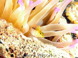 Diamondhead Blenny hanging out in an anemone in the Cayma... by Larry Wilson 